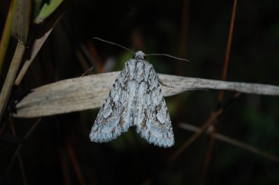 Noctuelle bimaculée 