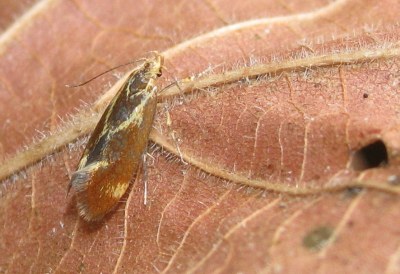Metalampra cinnamomea