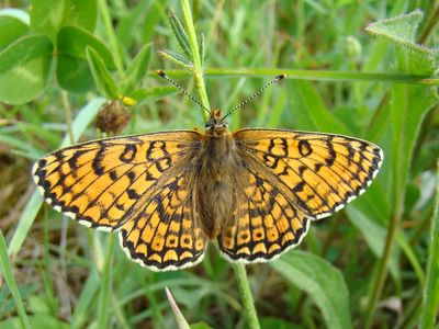 Melitaea cinxia