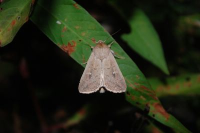 Noctuelle lythargyrée  (<i>Mythimna ferrago</i>)