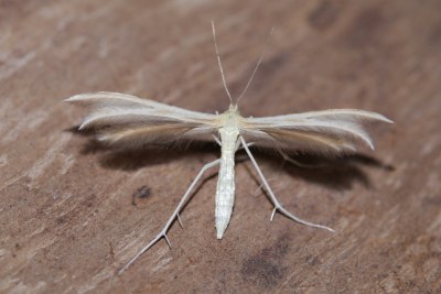 Merrifieldia leucodactyla