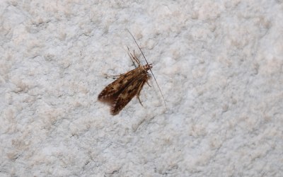 <i>Monochroa lucidella</i>