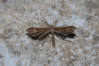 Marasmarcha lunaedactyla
