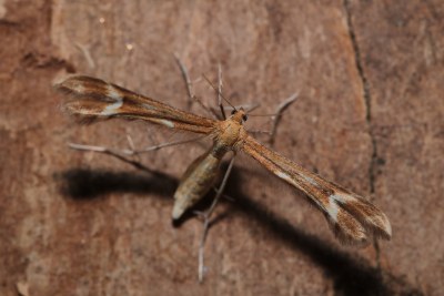 Marasmarcha lunaedactyla
