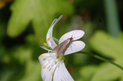 <i>Coleophora lutarea</i>