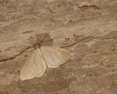 Souris  (<i>Minoa murinata</i>)
