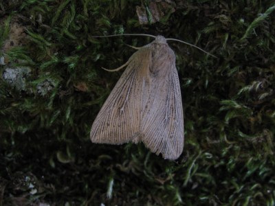 Leucanie obsolète 