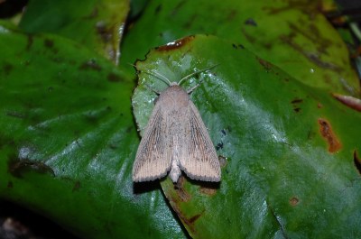 Leucania obsoleta