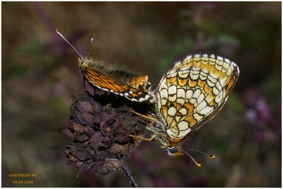 Melitaea parthenoides