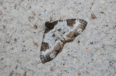 Melanthia procellata