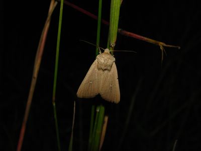 Leucanie sicilienne  (<i>Mythimna sicula</i>)