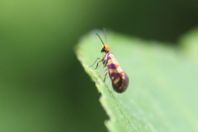 <i>Micropterix tunbergella</i>
