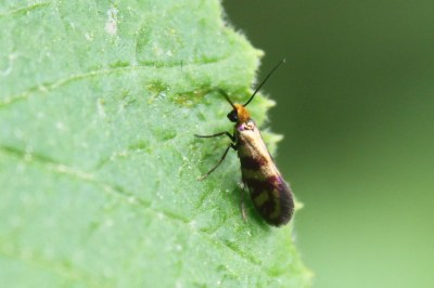 Micropterix tunbergella
