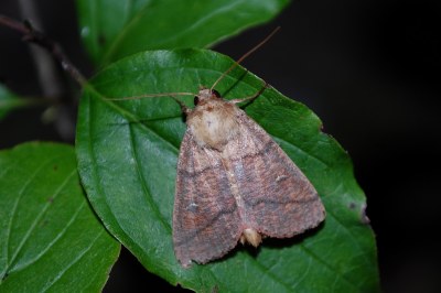 Mythimna turca
