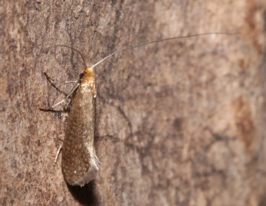 <i>Nematopogon adansoniella</i>