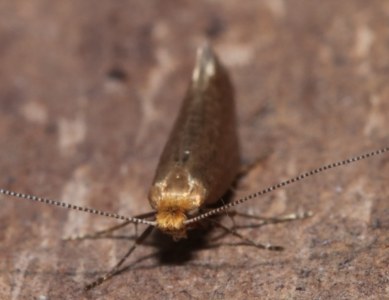 <i>Nematopogon adansoniella</i>