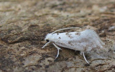 Niphonympha dealbatella