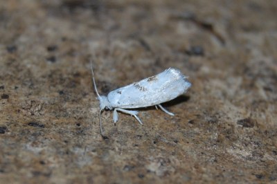 <i>Niphonympha dealbatella</i>