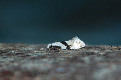 Nemapogon clematellus