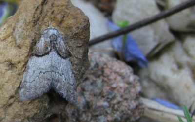 Nola cucullatella