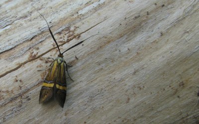 Nemophora degeerella