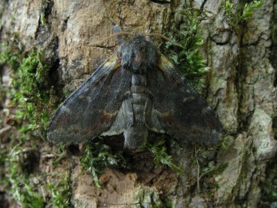 Notodonta dromedarius