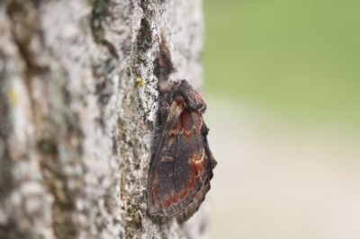 Notodonta dromedarius