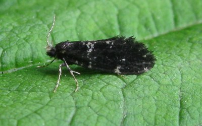 <i>Narycia duplicella</i>