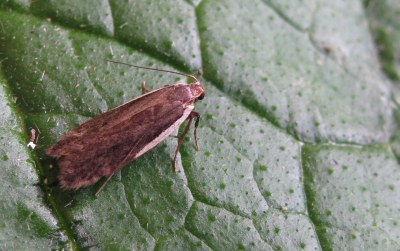 Nothris lemniscellus