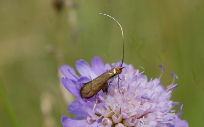 <i>Nemophora metallica</i>