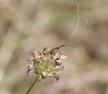 Nemophora metallica