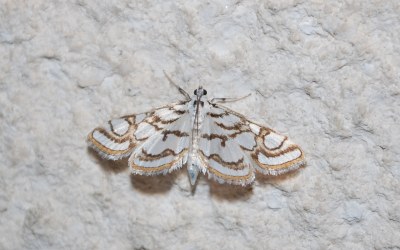 <i>Nymphula nitidulata</i>