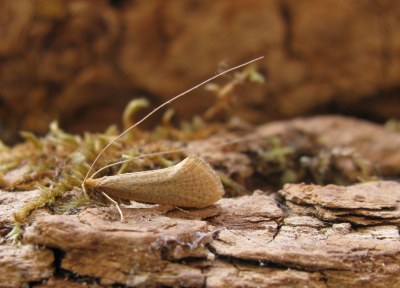 Nematopogon swammerdamella