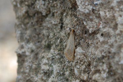 <i>Nematopogon swammerdamella</i>
