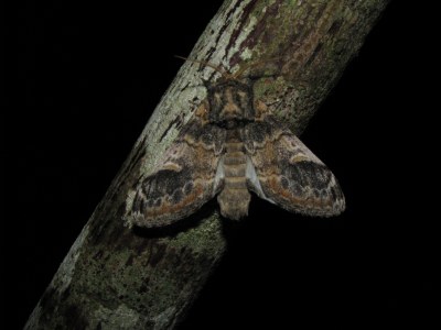 Dromadaire  (<i>Notodonta tritophus</i>)