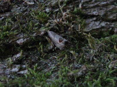 <i>Notocelia uddmanniana</i>