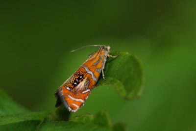 Olethreutes arcuella