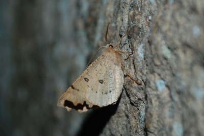 Ennomos dentelé 