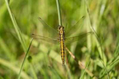 Orthetrum cancellatum