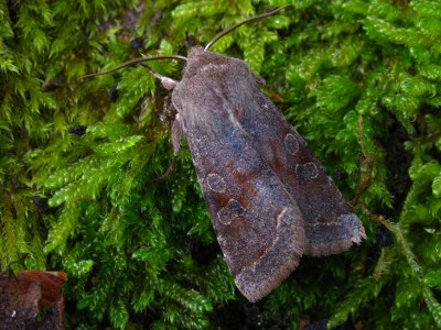 Orthosia incerta