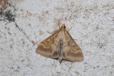 <i>Ostrinia nubilalis</i>