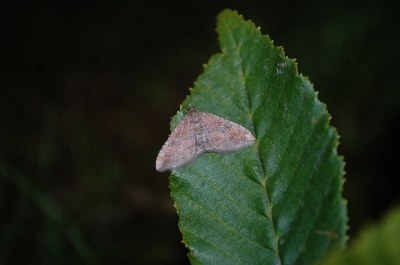 Escortée  (<i>Nycterosea obstipata</i>)