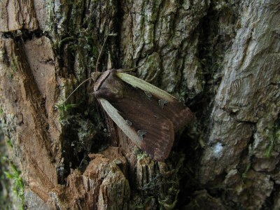 Cordon blanc  (<i>Ochropleura plecta</i>)