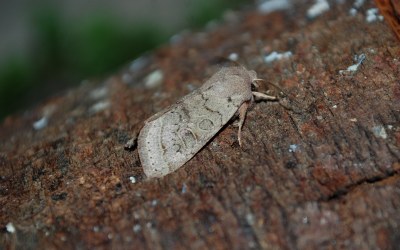 Orthosia populeti