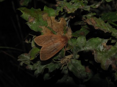 Bombyx rubicond 