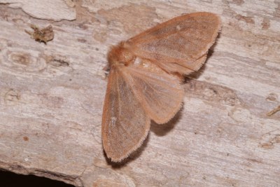 Bombyx rubicond  (<i>Ocneria rubea</i>)