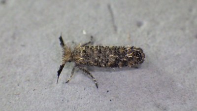 Ochsenheimeria taurella