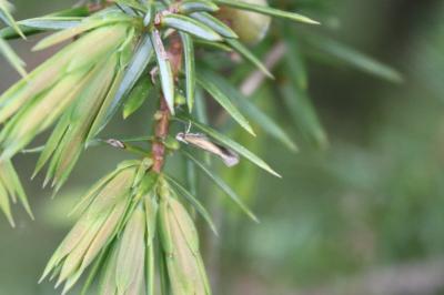 Argyresthia arceuthina