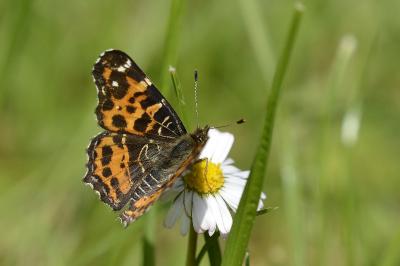 Araschnia levana