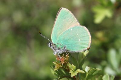 Callophrys rubi